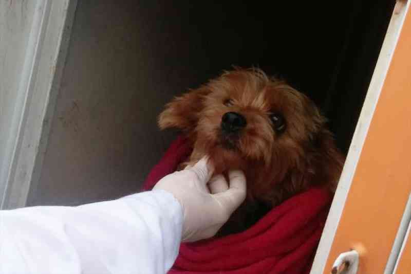 Polícia resgata 17 cães da raça yorkshire mantidos em canil clandestino em Curitiba, PR