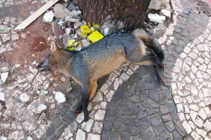 Raposa é encontrada morta na Avenida Paraná, em Paranavaí, PR