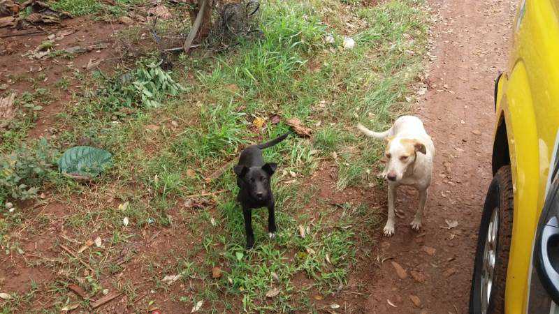 PM de Ampére (PR) encontra cães abandonados em sítio