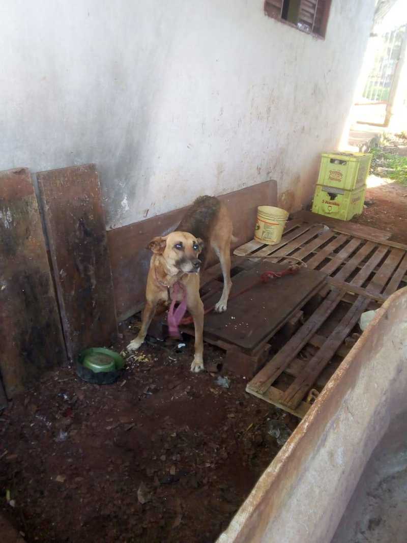 Mulher procura ONG para entregar cães que foram abandonados por vizinho, em Cascavel, PR