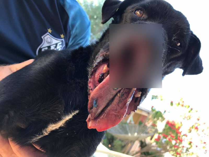Cão é resgatado depois de levar tiro no focinho em Cascavel, PR