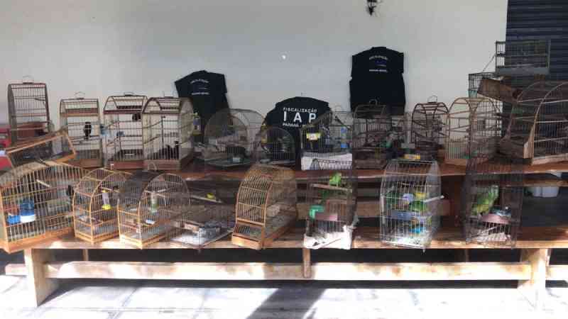 IAP resgata 34 pássaros silvestres em seis cidades do noroeste do Paraná