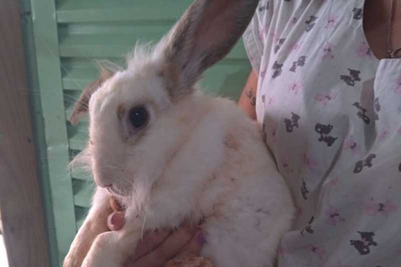 Cinco coelhos são encontrados abandonados em residência, em Paranavaí, PR