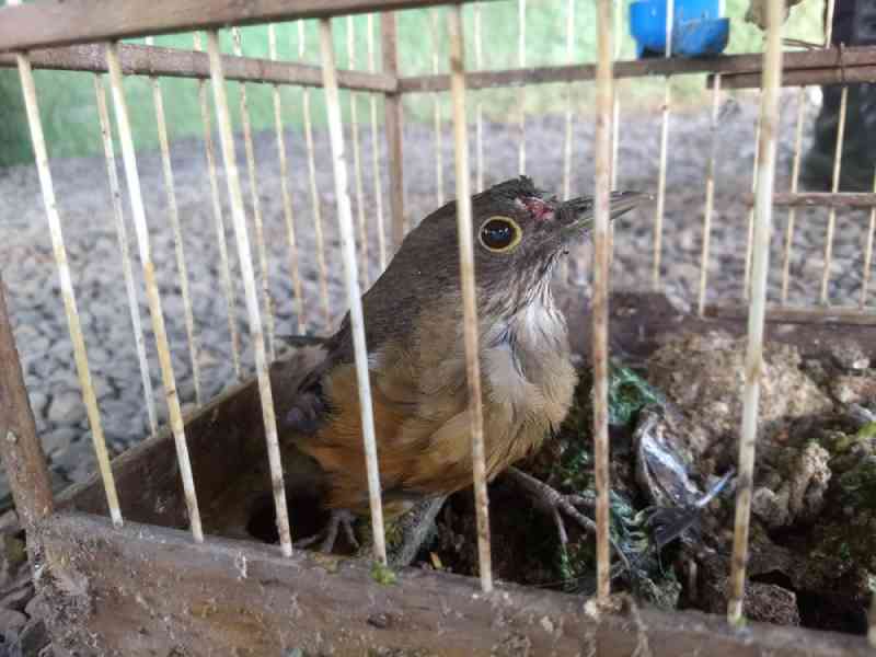 Polícia apreende mais de 80 pássaros silvestres mantidos em cativeiro no Paraná