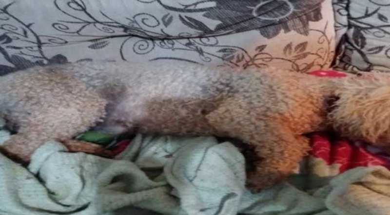 Cão é atingido por tiros de espingarda de pressão em São João, PR