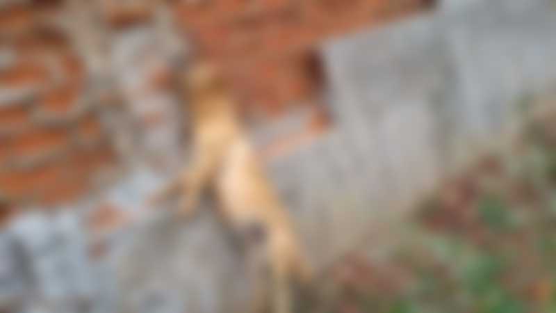 Cão é encontrado morto, enforcado e PM e Saau são acionadas, em Umuarama, PR