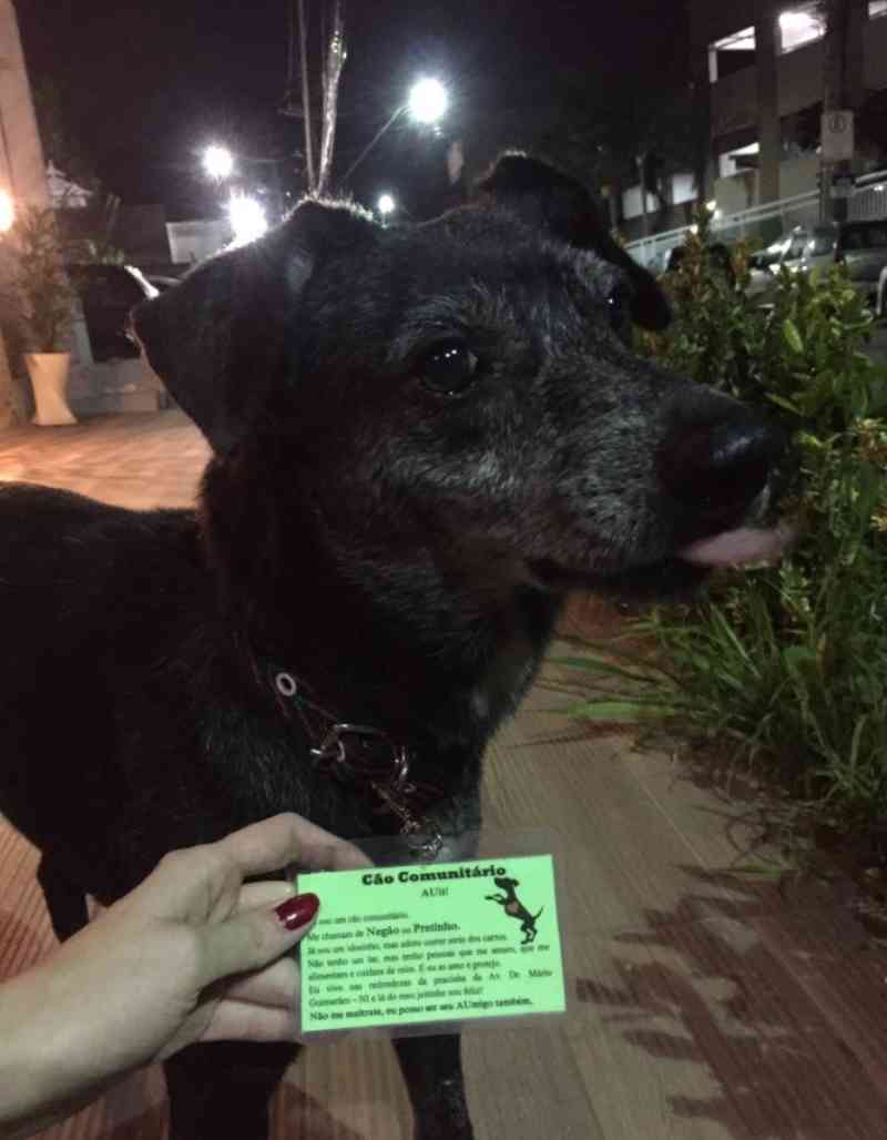 Placa de cão comunitário viraliza na web: ‘Não tenho um lar, mas tenho pessoas que me amam’