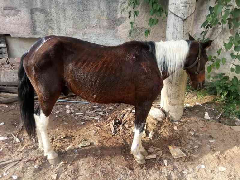 Cavalo vítima de maus-tratos é resgatado em bairro de Petrópolis, no RJ