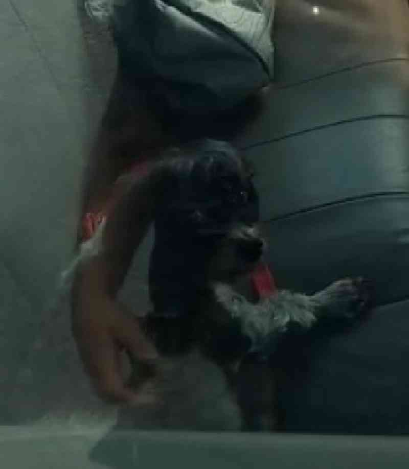Guarda quebra vidro da janela para salvar cão trancado dentro de carro em Valença, RJ