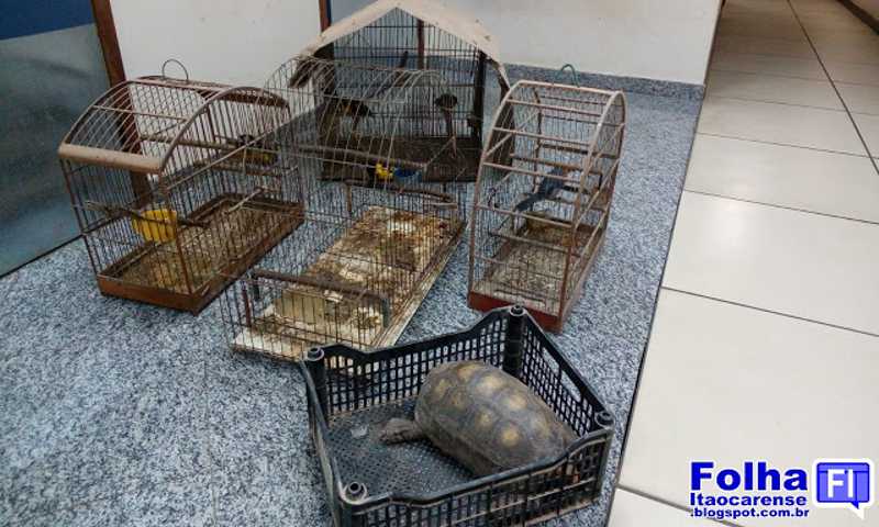 Polícia Ambiental resgata animais silvestres em Cantagalo, RJ