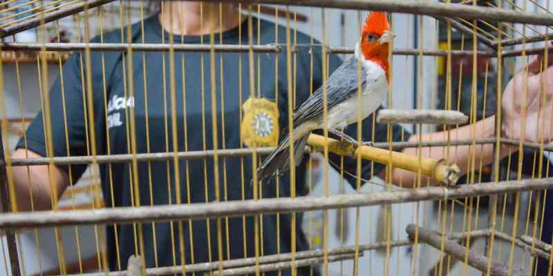 Polícia Civil apreende 32 pássaros e prende um homem em Canoas, RS