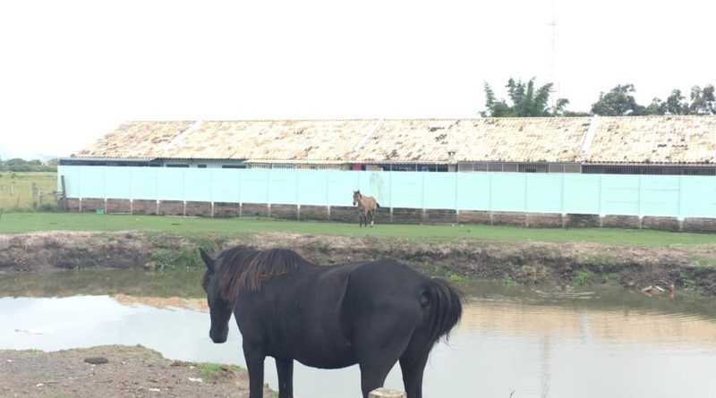 Cavalo alvo de maus-tratos é recuperado pela Prefeitura e encaminhado para adoção em Tramandaí, RS
