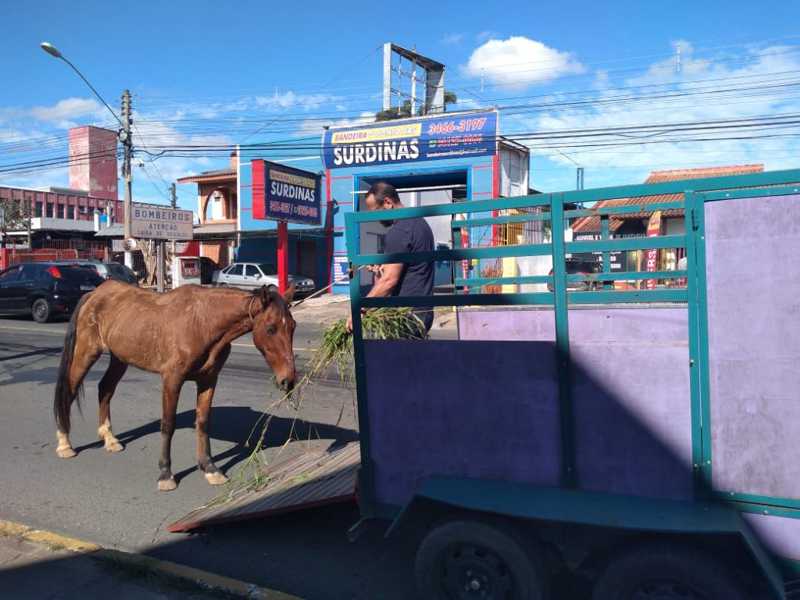Prefeitura de Canoas (RS) recolhe dois cavalos vítimas de maus-tratos em menos de 12 horas