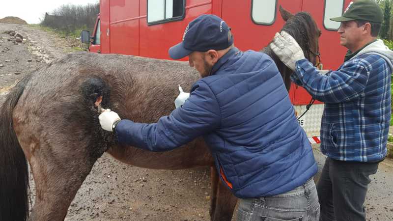 Com sinais de maus-tratos, égua é resgatada em terreno baldio em Caxias do Sul, RS