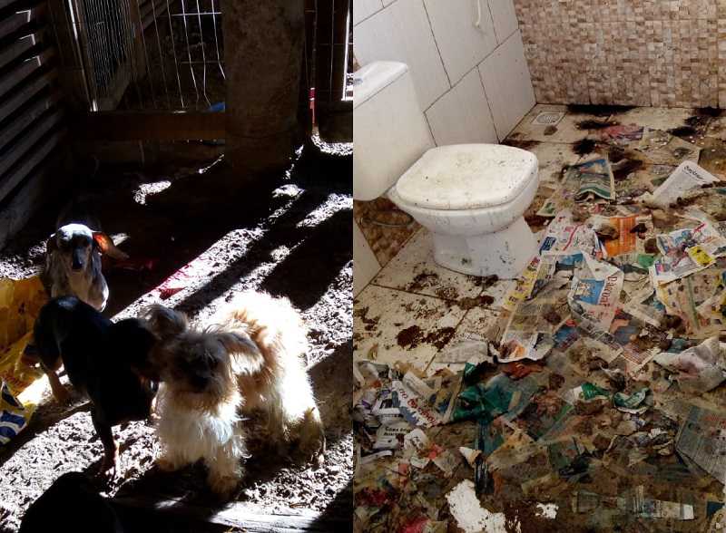 30 cães vítimas de maus-tratos são resgatados de criadouro e mulher é presa, no RS