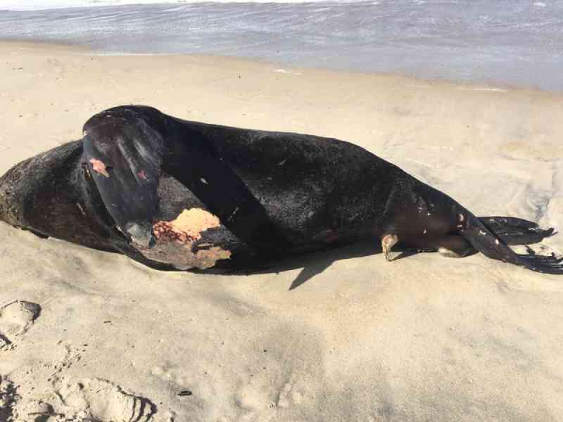 Leão-marinho é encontrado morto na Praia do Campeche em Florianópolis, SC