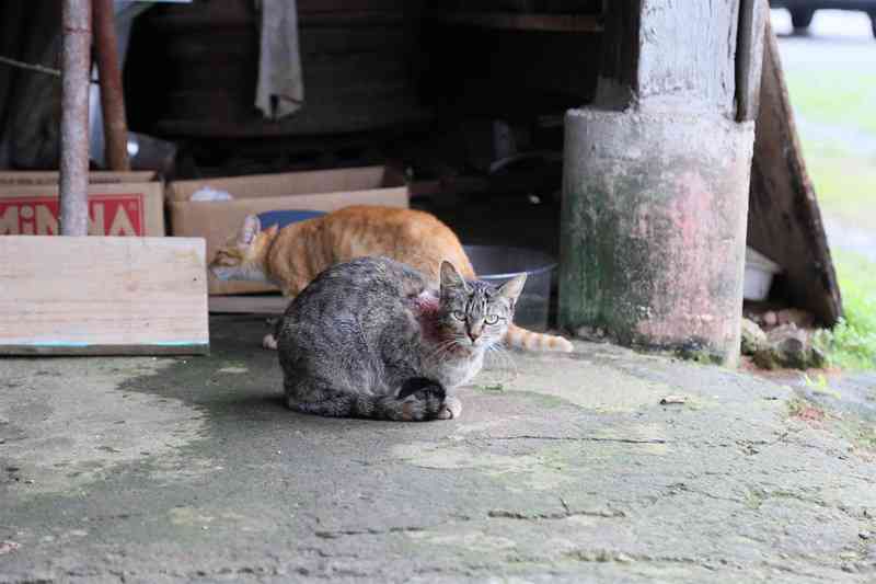Quantidade de gatos abandonados no Centro preocupa moradoras em Jaraguá do Sul, SC