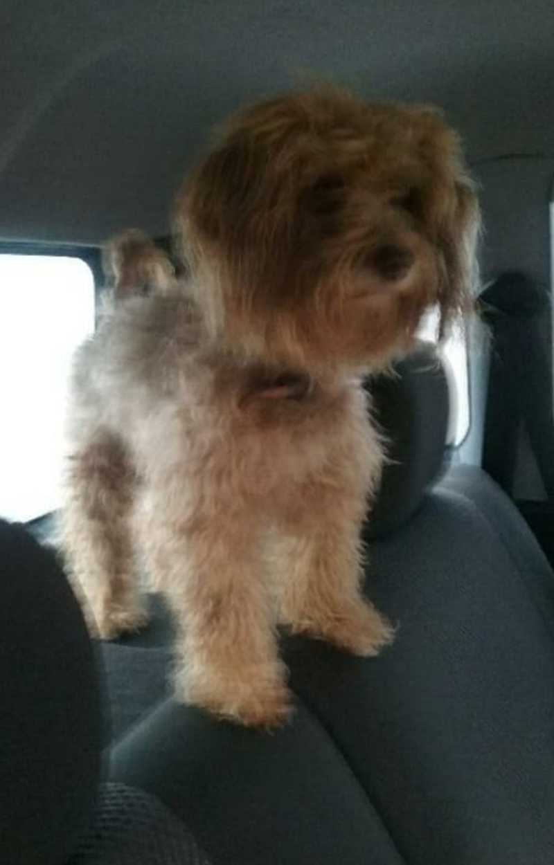 Cão é resgatado vítima de maus-tratos na Grande Florianópolis