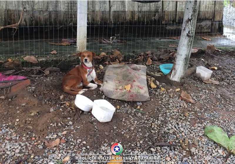 Cães sofrem maus-tratos e responsável acaba detida em Jaraguá do Sul, SC