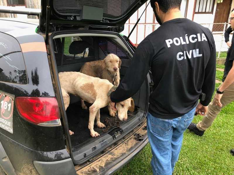 Polícia prende homem e resgata cães explorados para caça em SC