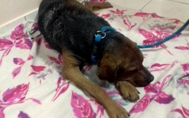 Família de Florianópolis adota cão de rua que teve parte do corpo queimado em Palhoça, SC