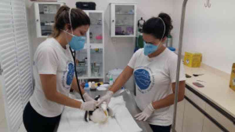 Udesc Laguna (SC) resgata aves marinhas com intoxicação botulínica