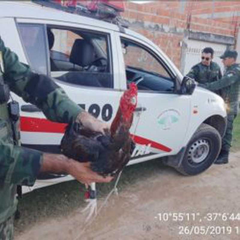Polícia Ambiental flagra rinha de galos no município de São Cristóvão, SE