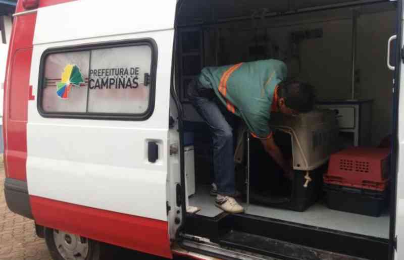 Samu Animal de Campinas (SP) sofre com precarização e falta de funcionários