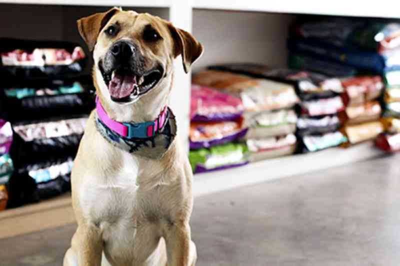 Pet shop será obrigado a registrar doação de animais em Carapicuíba, SP