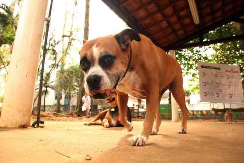 Audiência pública discute projeto que proíbe a venda de cães e gatos em Santos, SP