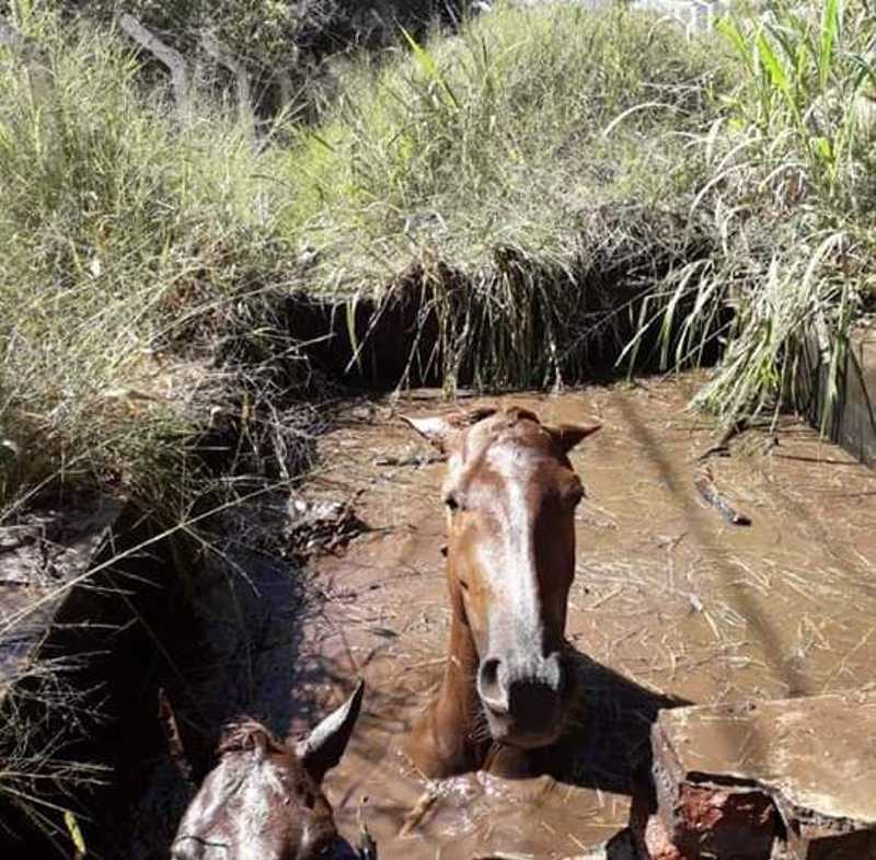 Animais caem dentro de reservatório de água abandonado e quase ficam submersos