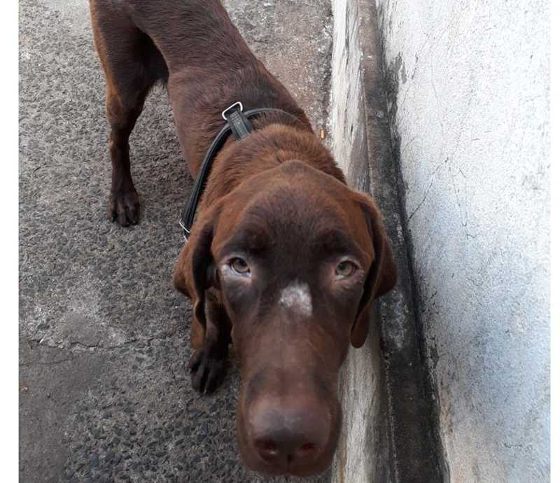Cães mutilados e desnutridos são resgatados por polícia e ONG em Bebedouro, SP