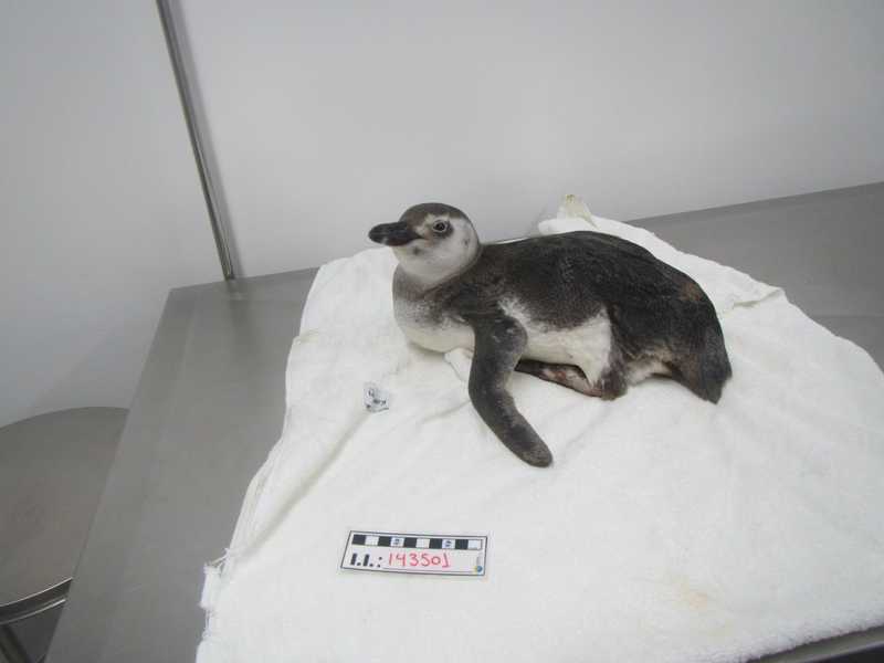 Pinguim passa por reabilitação após ser encontrado em praia no litoral de SP