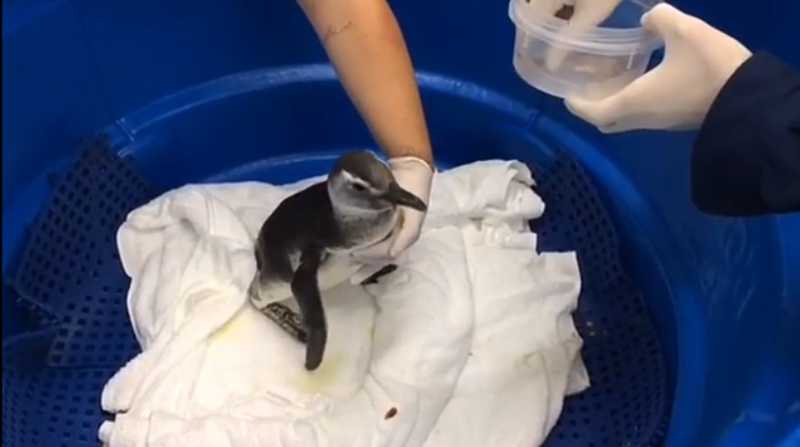 Pinguim debilitado é resgatado em praia de Itanhaém, SP