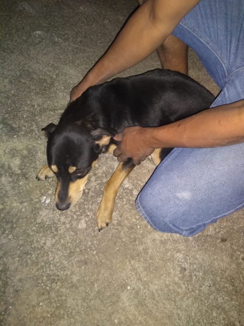 Cão é vítima de maus-tratos em Itapevi, SP