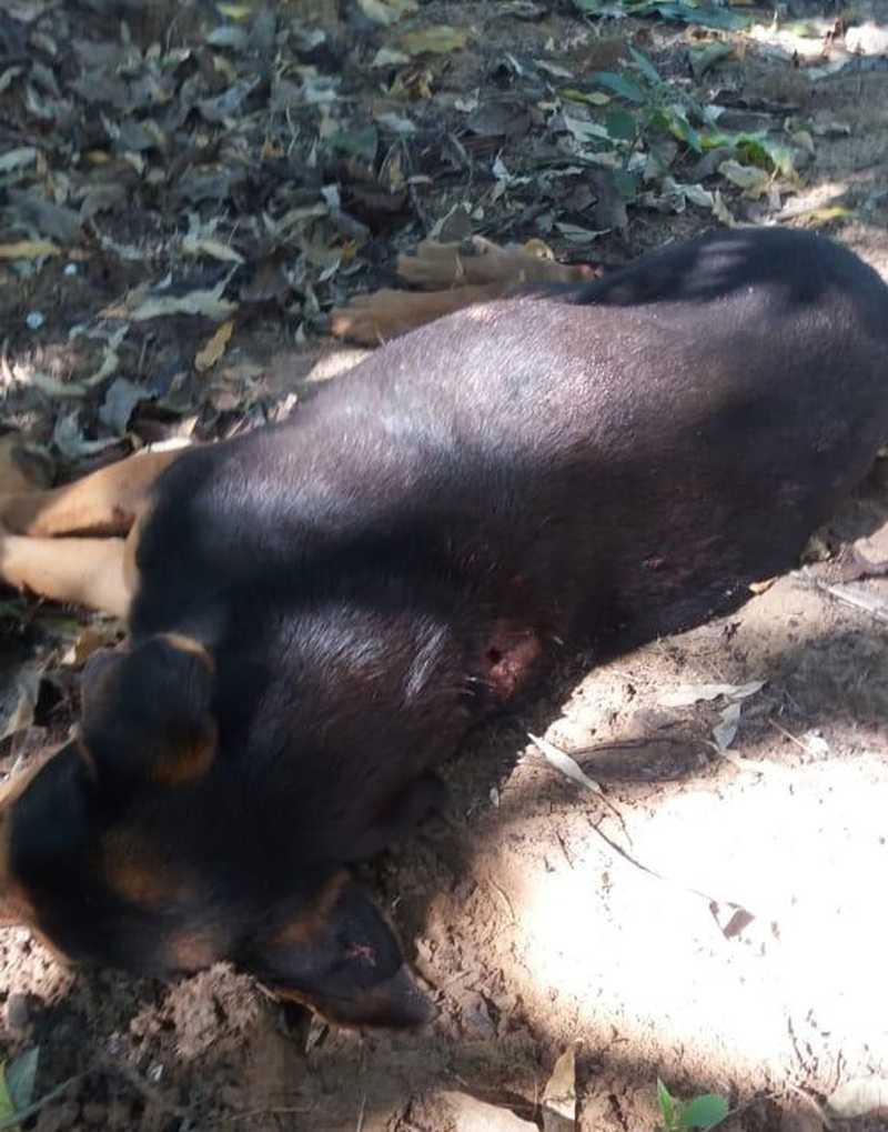 Cadela morre baleada por policial ambiental em rancho de Nova Granada, SP