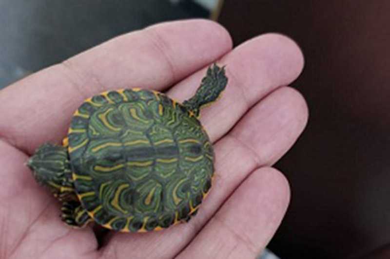 Homem é preso com 400 filhotes de tartaruga em ônibus, em Osasco, SP