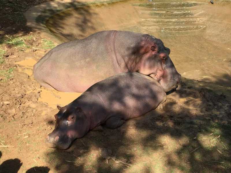 Aos 25 anos, hipopótamo Paulão morre em zoológico de Paulínia, SP