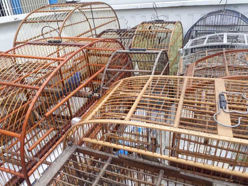 Dupla é multada em R$ 16 mil por caçar aves silvestres no litoral de SP