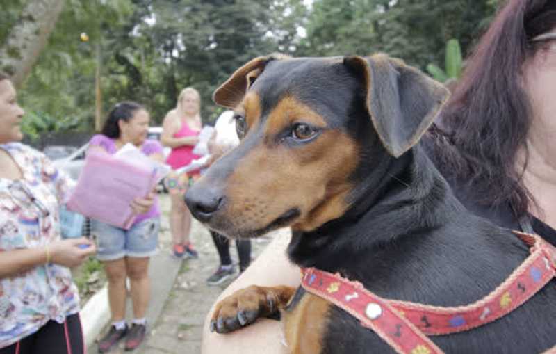 Ribeirão Pires (SP) realiza nova rodada de castrações gratuitas de cães e gatos