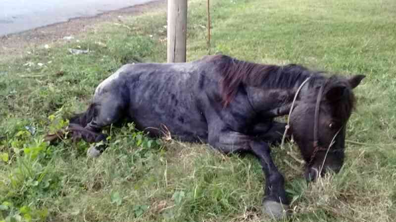 Morre cavalo que puxava carroça, no Uruguai