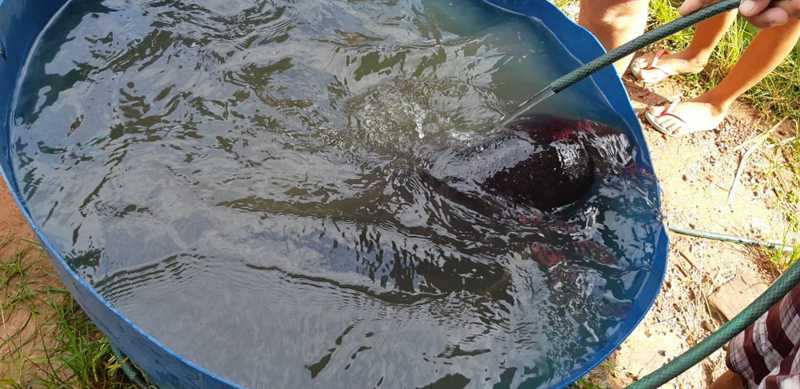 Filhote de peixe-boi é resgatado em Careiro da Várzea, no interior do AM