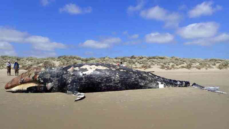 Encalhes de baleias na América do Norte atinge número recorde em 2019