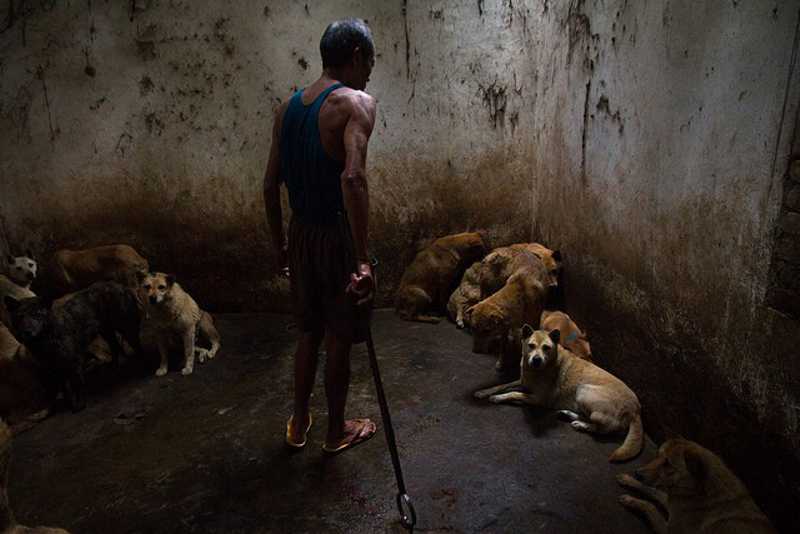 Yulin. O festival de carne de cão que indigna a maioria dos chineses