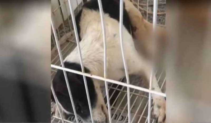 Cadela morre depois de ter patas decepadas e ser abandonada em Brasília