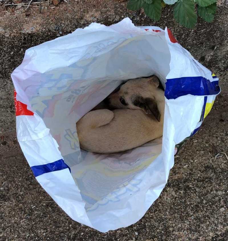 Ciclistas encontram filhote de cachorro abandonado dentro de saco em Nova Venécia, ES