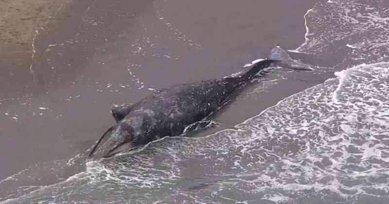 Biólogos dos EUA investigam morte de 70 baleias-cinza