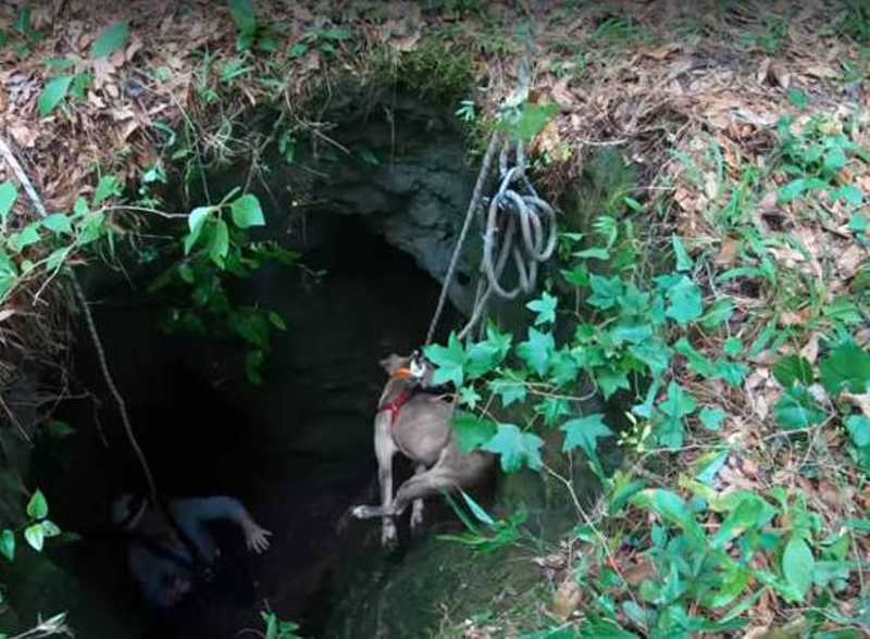 Filhote de cachorro cai em buraco e passa três semanas em caverna