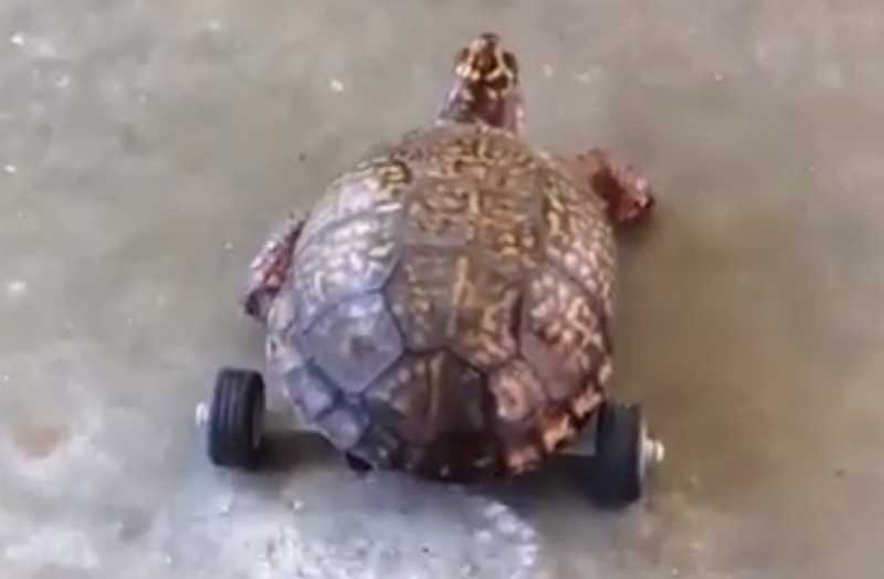 Tartaruga ganha prótese feita de Lego após perder patas traseiras; veja vídeo