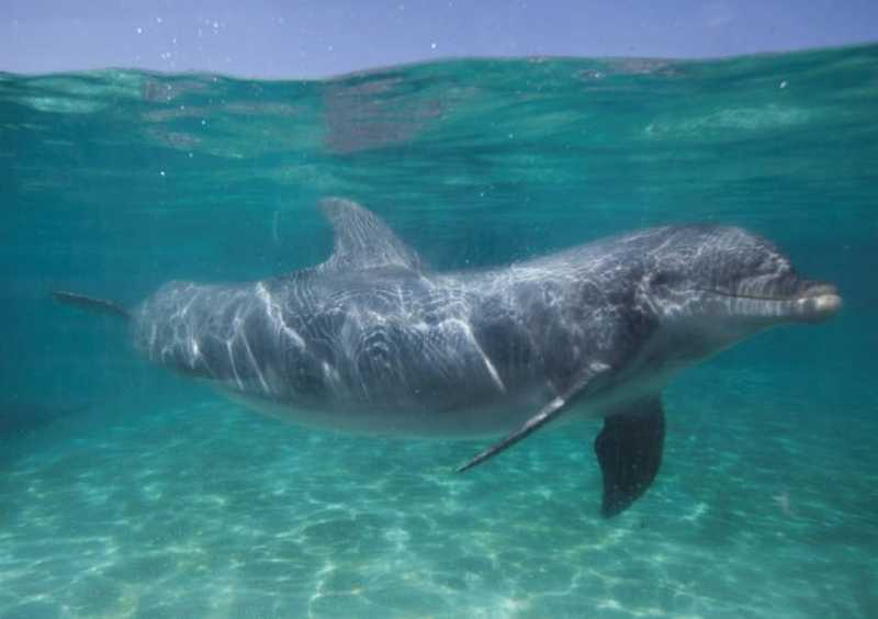 Defensores de animais pedem que SeaWorld cancele show com golfinhos
